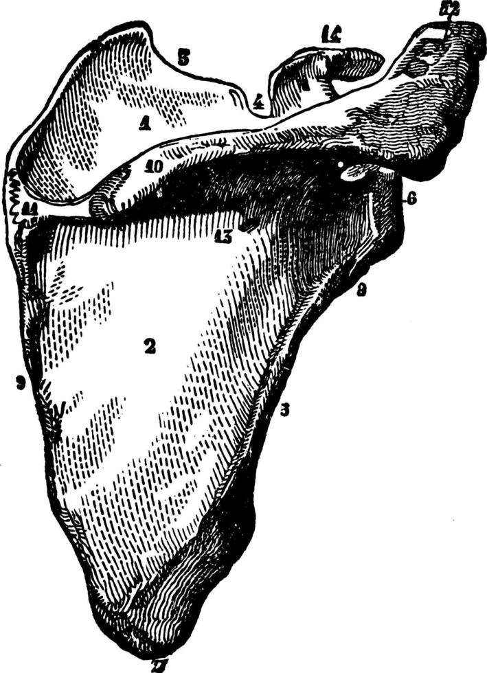 Scapula, vintage illustration. vector