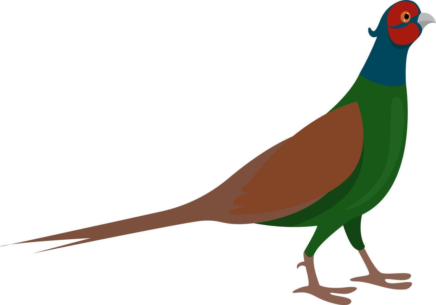 Green pheasant , illustration, vector on white background