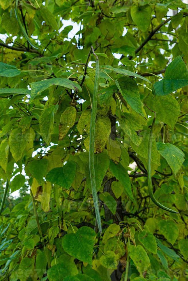 Birch twigs with the young green leaves hang down. photo