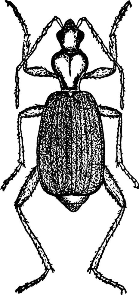 escarabajo bombardero, ilustración vintage. vector