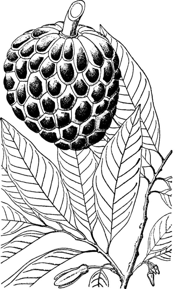 Annona Squamosa vintage illustration. vector