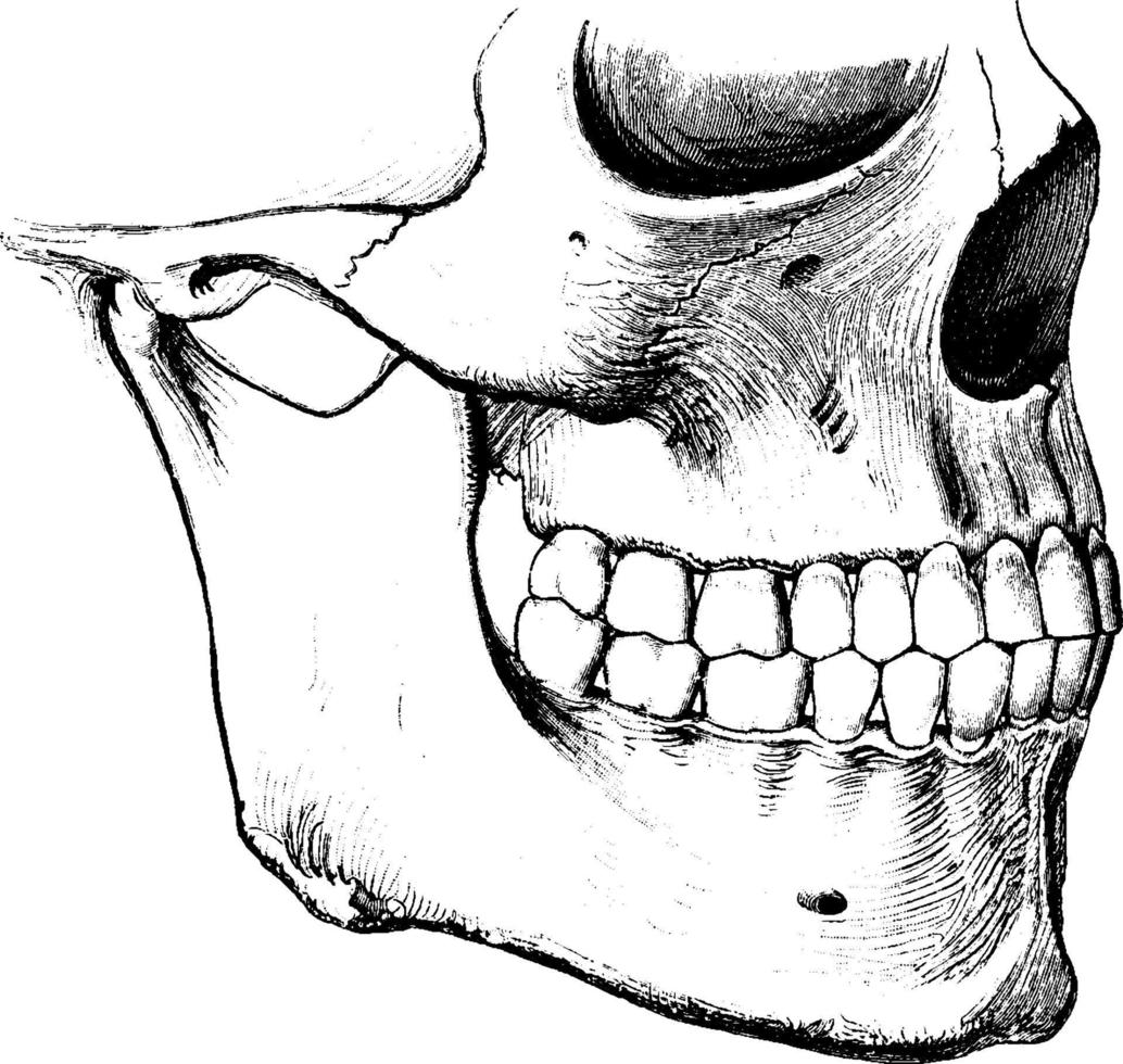 dientes, cuando la boca está cerrada, ilustración antigua. vector