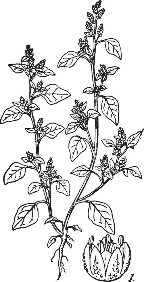 Chenopodium vintage illustration. vector