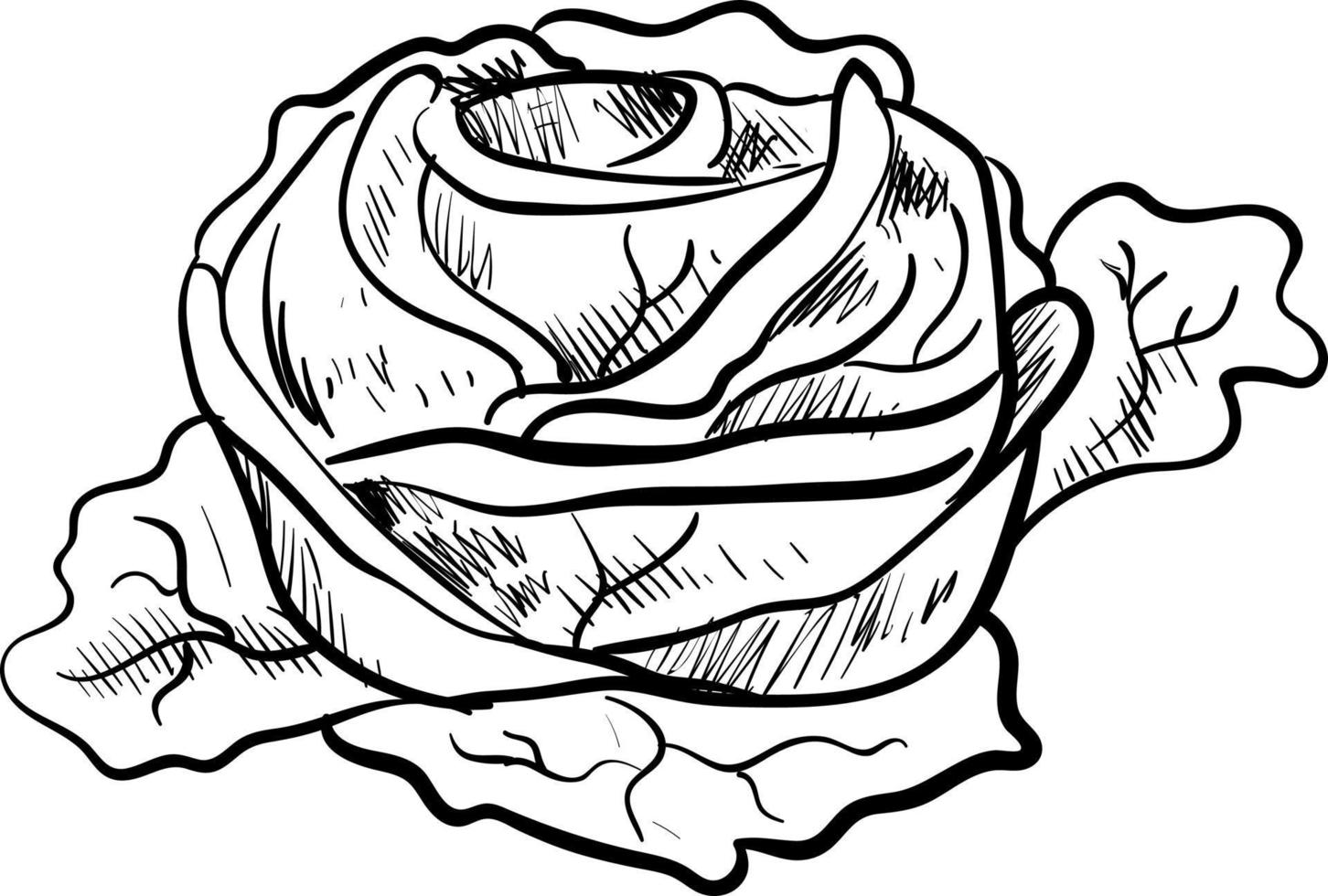 Cabbage drawing, illustration, vector on white background.