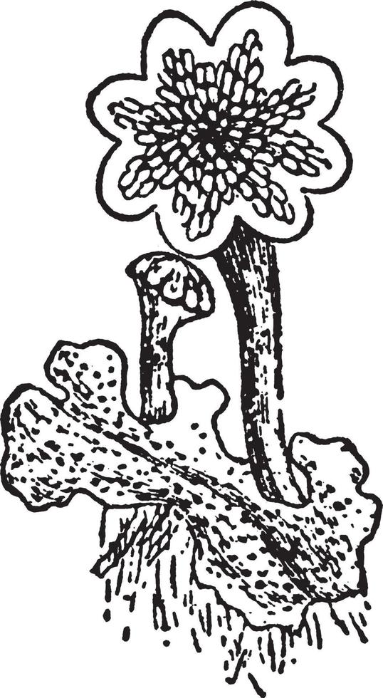 Bryophyta vintage illustration. vector