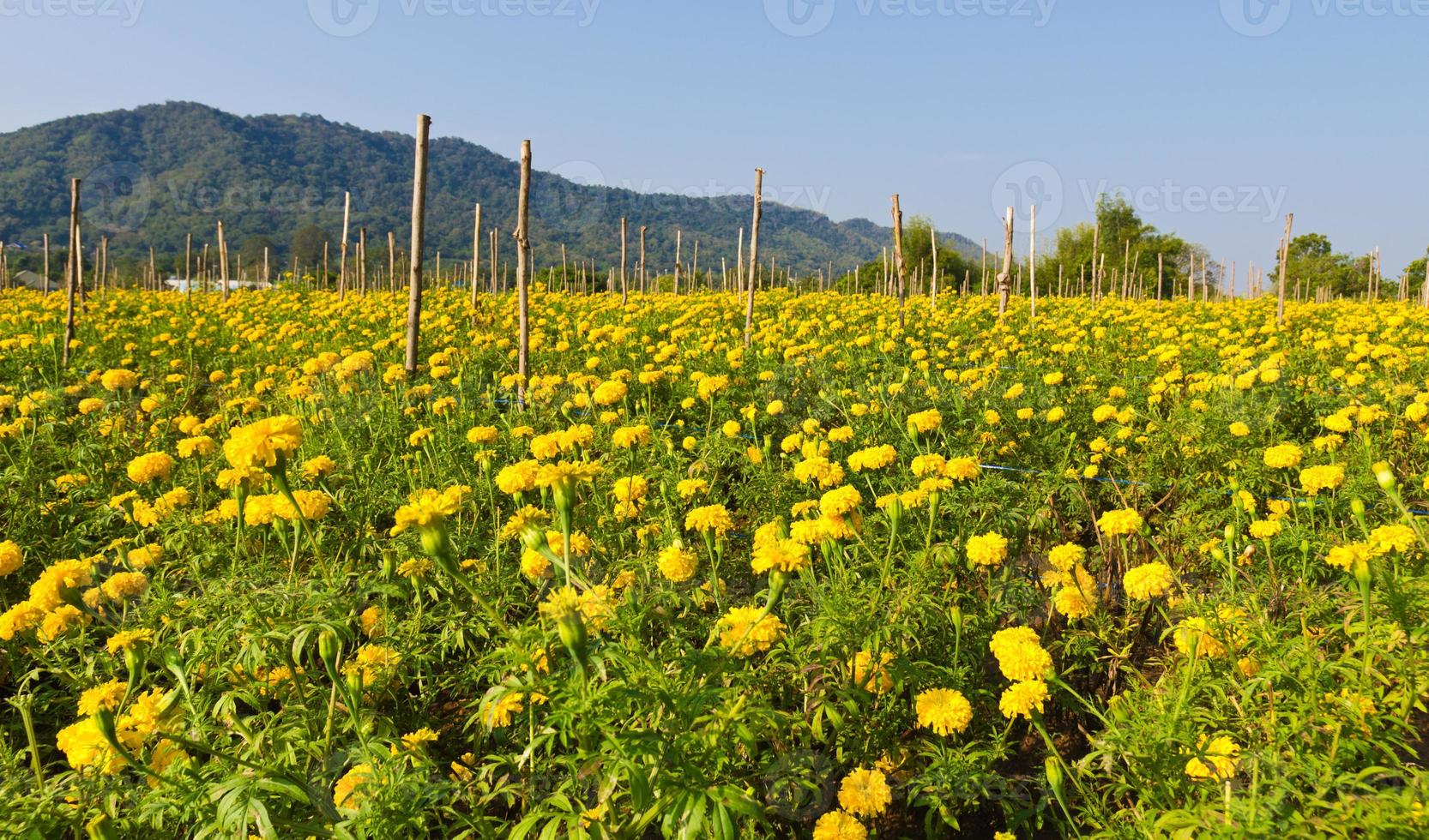 mari gold in field photo