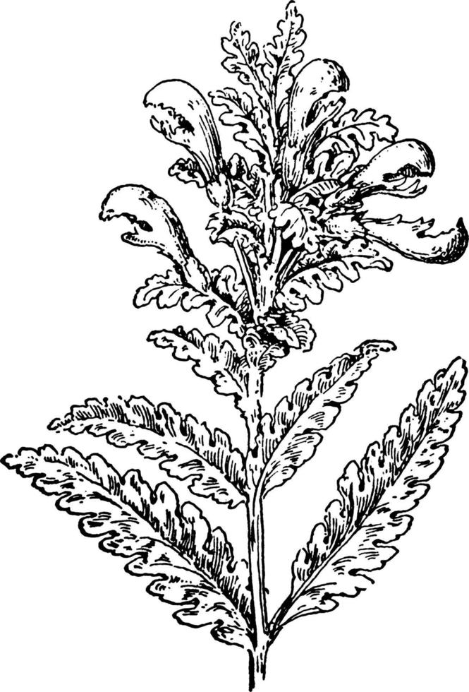 Pedicularis lanceolata vintage illustration. vector