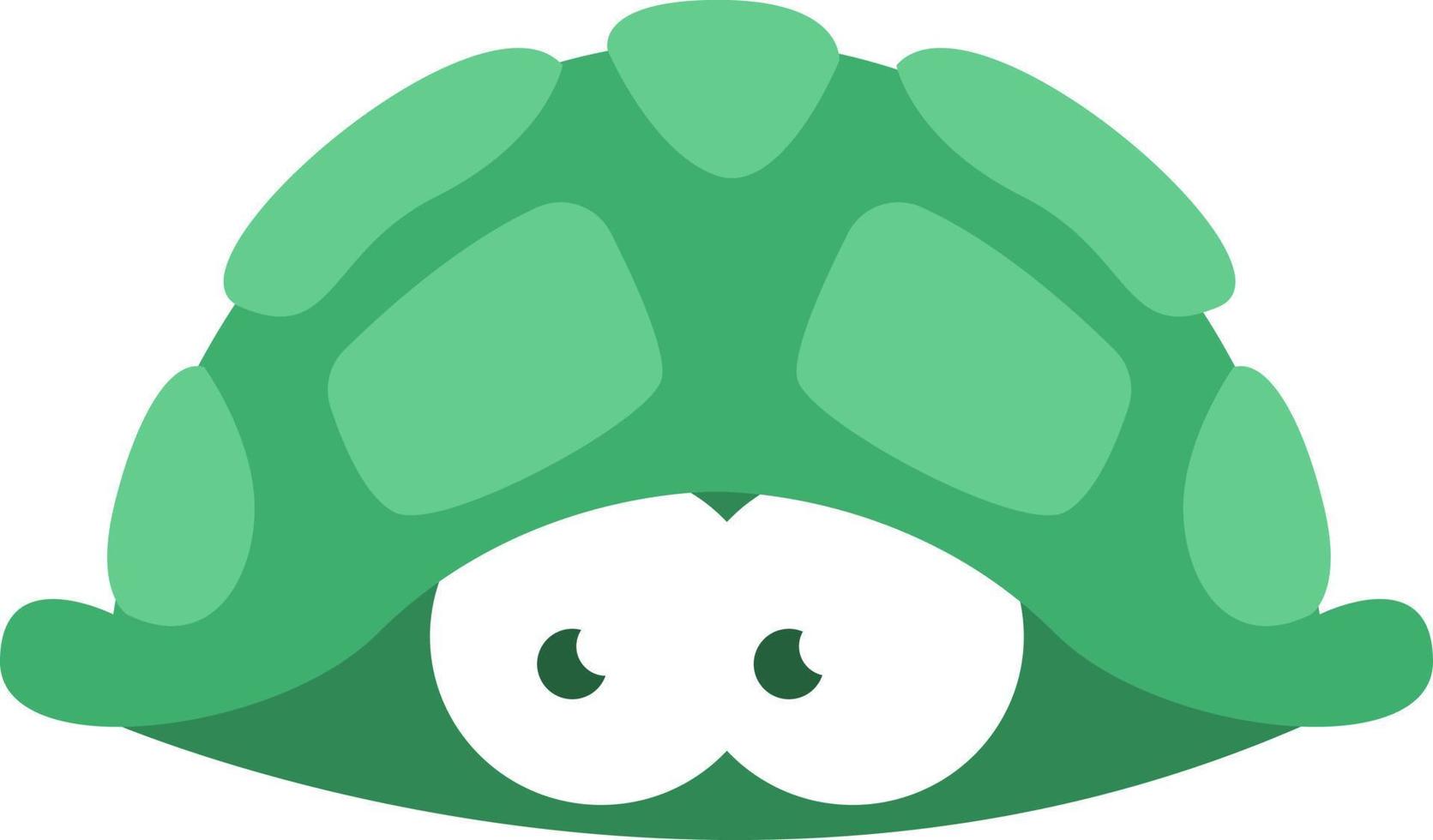 Green sea turtle, illustration, on a white background. vector