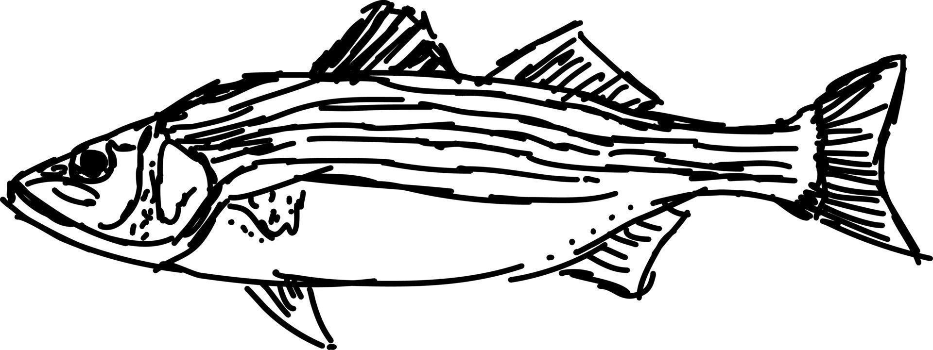 Fish drawing, illustration, vector on white background.