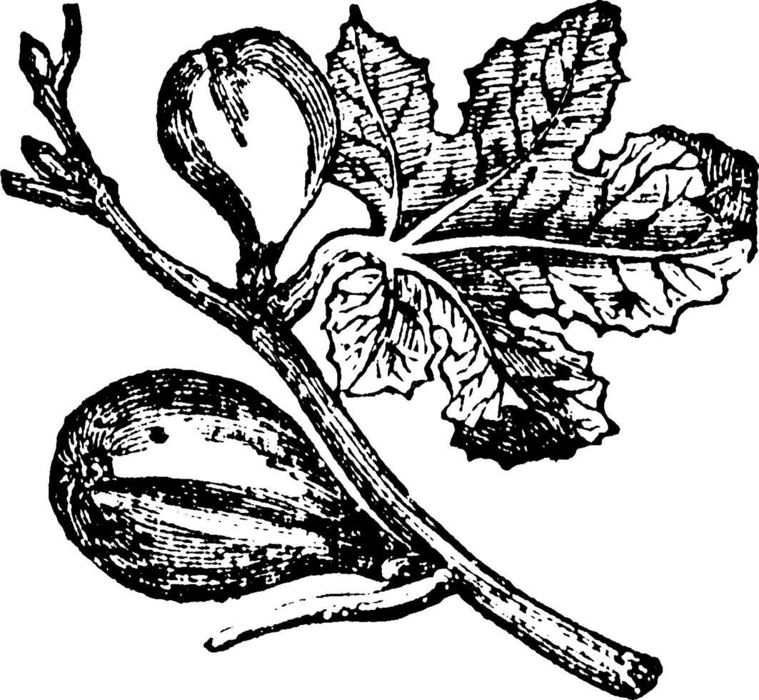 Fig vintage illustration. vector