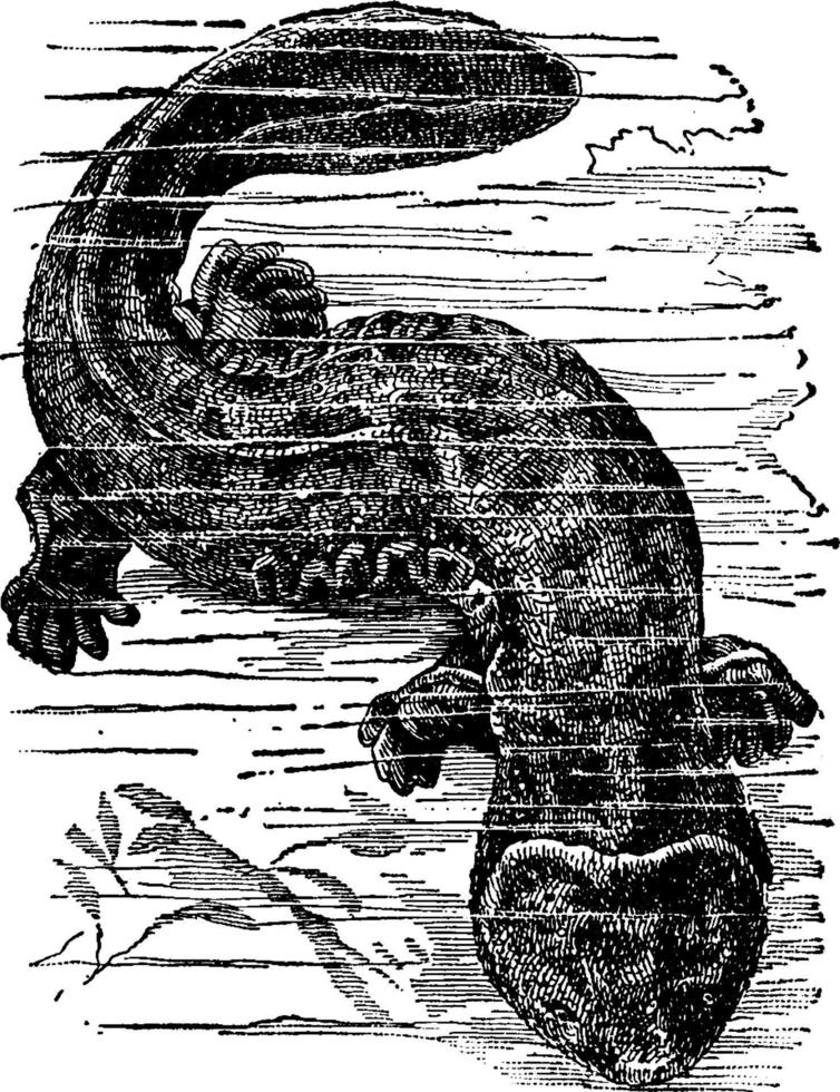 Salamander, vintage illustration. vector