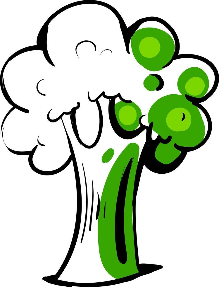 Broccoli drawing, illustration, vector on white background.