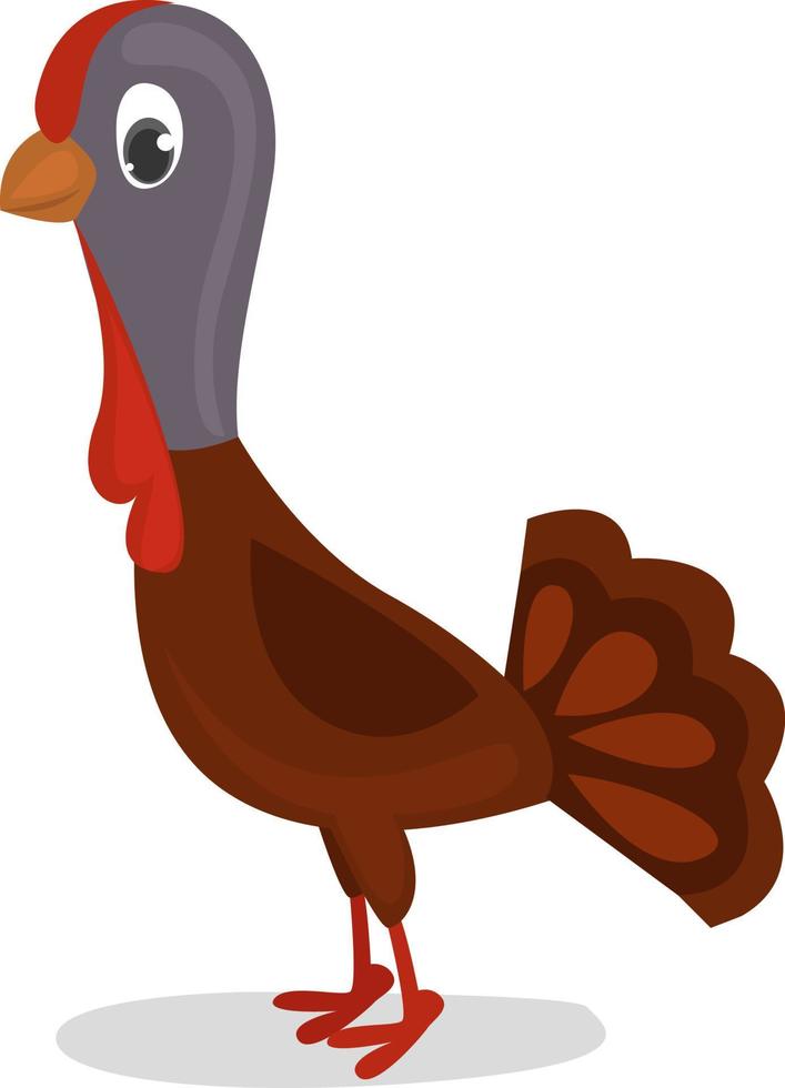 Little turkey, illustration, vector on white background