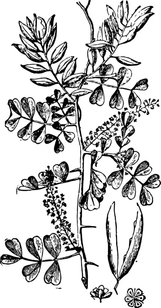 Logwood vintage illustration. vector