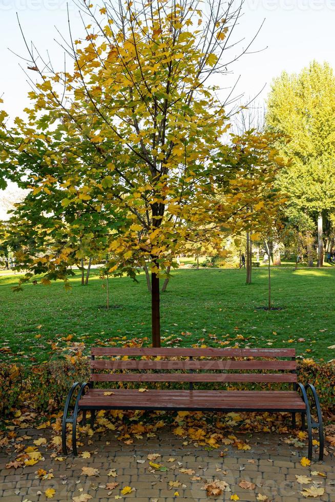 banco romántico en un parque tranquilo en verano foto