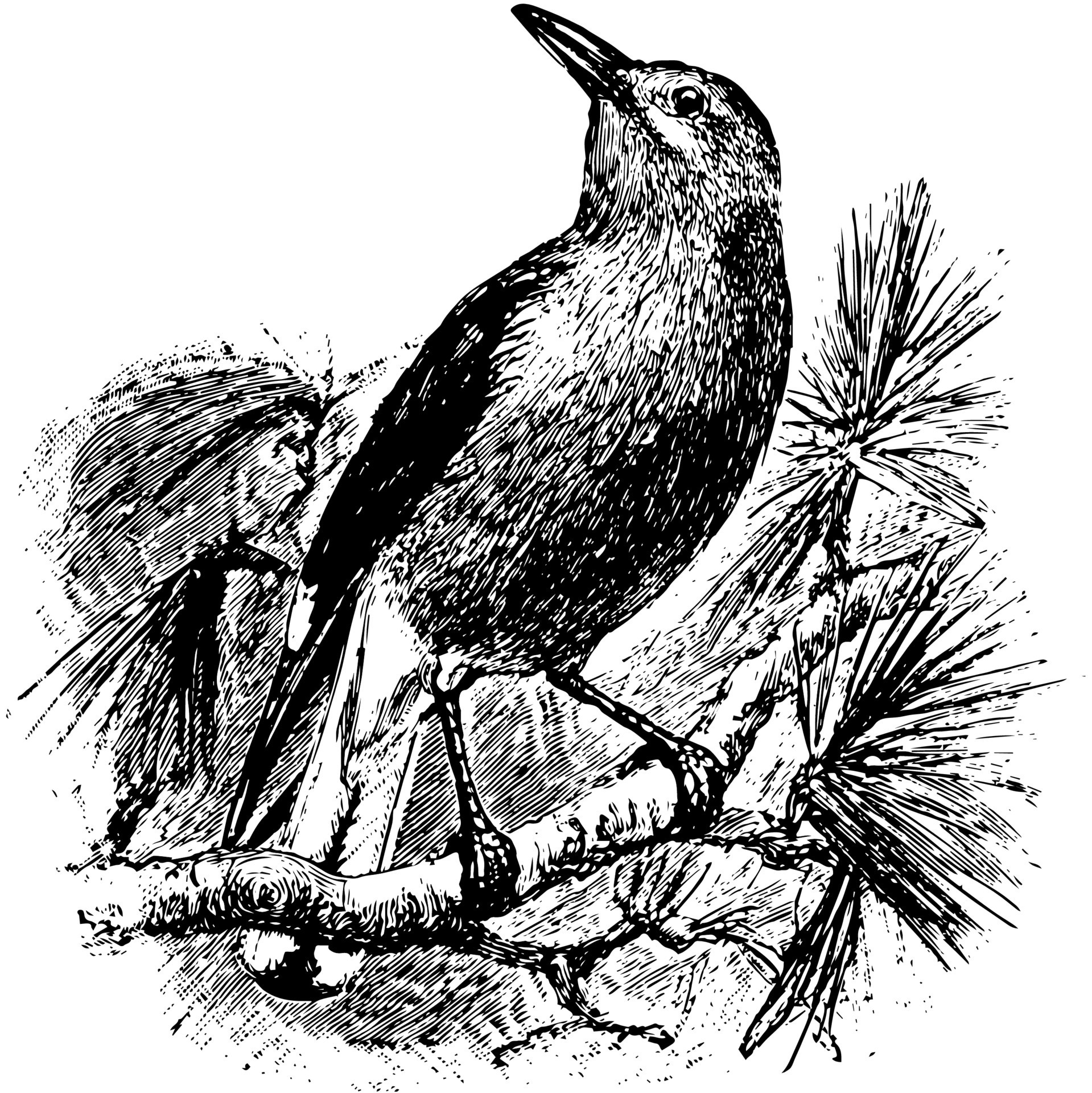 American Nutcracker, vintage illustration. 13874124 Vector Art at Vecteezy