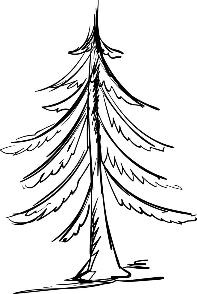 Drawing of spruce, illustration, vector on white background.