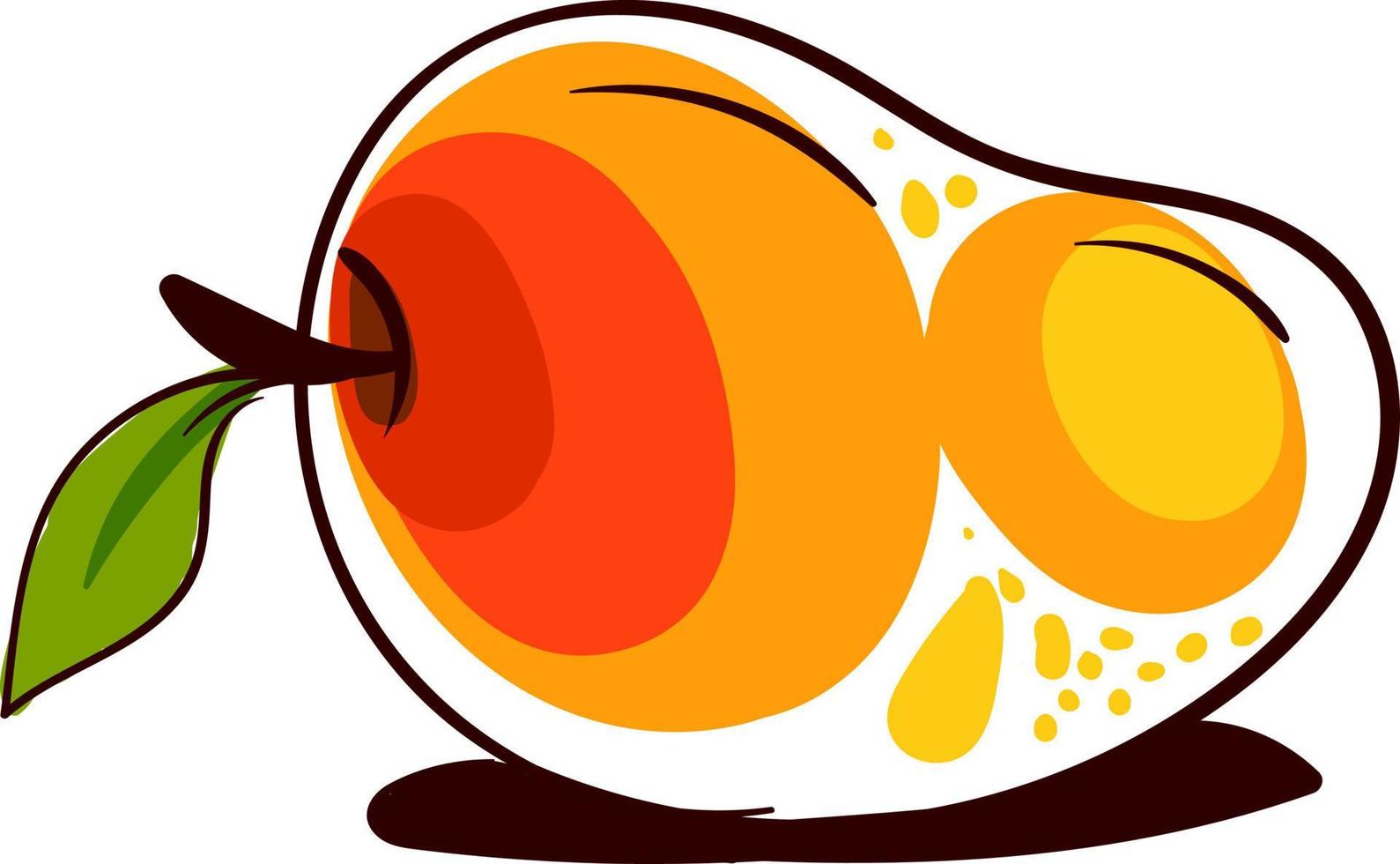Mango drawing, illustration, vector on white background