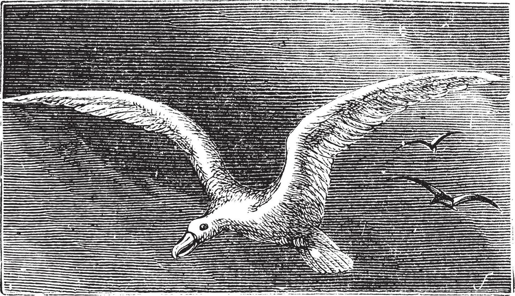 Wandering albastross, Snowy albatross, white-winged albatross or diomedea exulans engraving vector