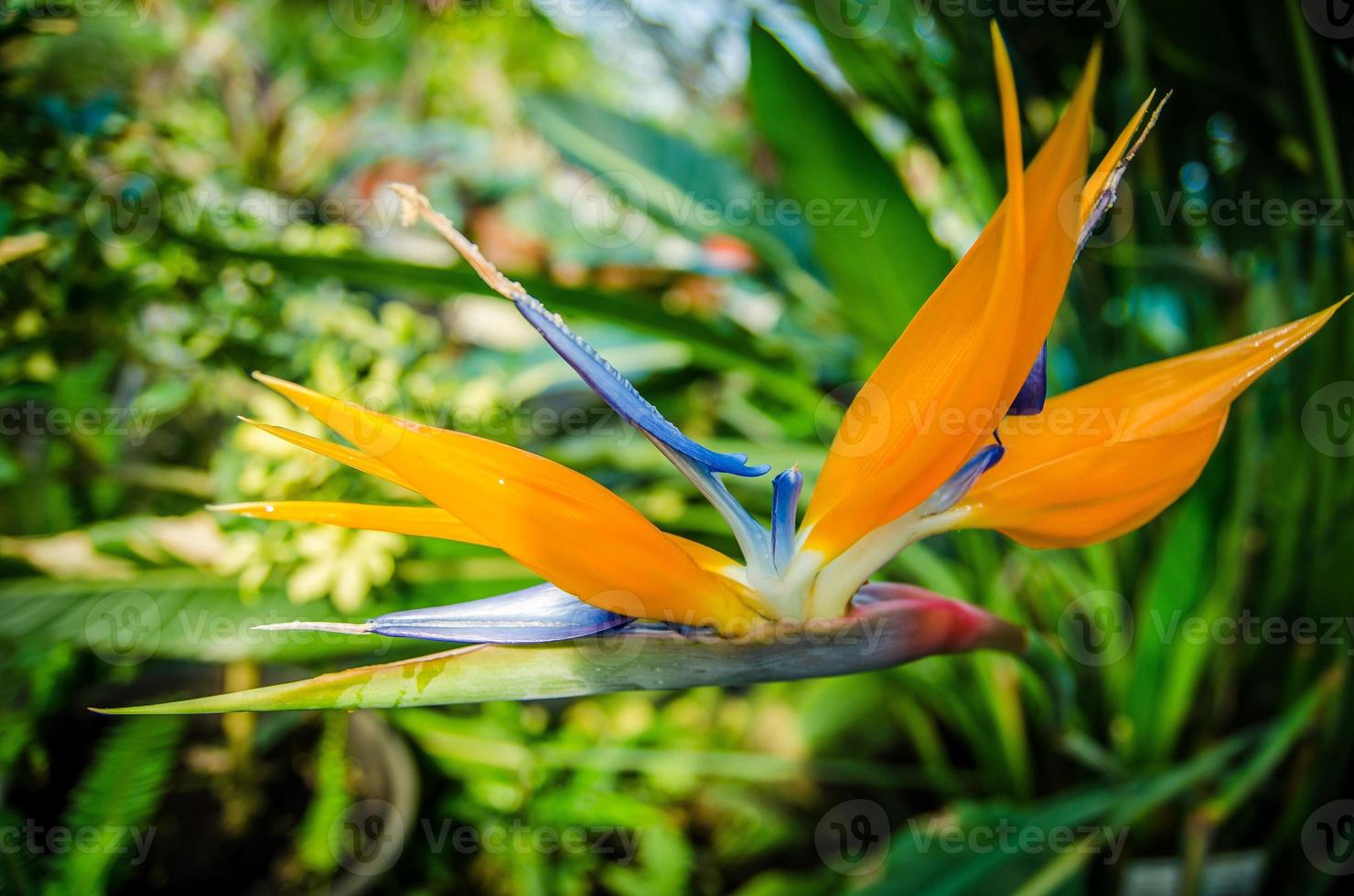 hermosa flor de ave del paraíso strelitzia reginae aislada en fondo verde,  13876133 Foto de stock en Vecteezy