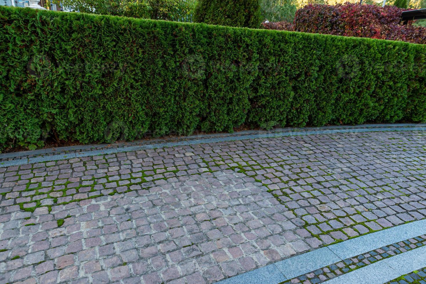 diseño del paisaje del patio trasero con senderos de tejas rojas y seto siempre verde de tuya arbustiva foto