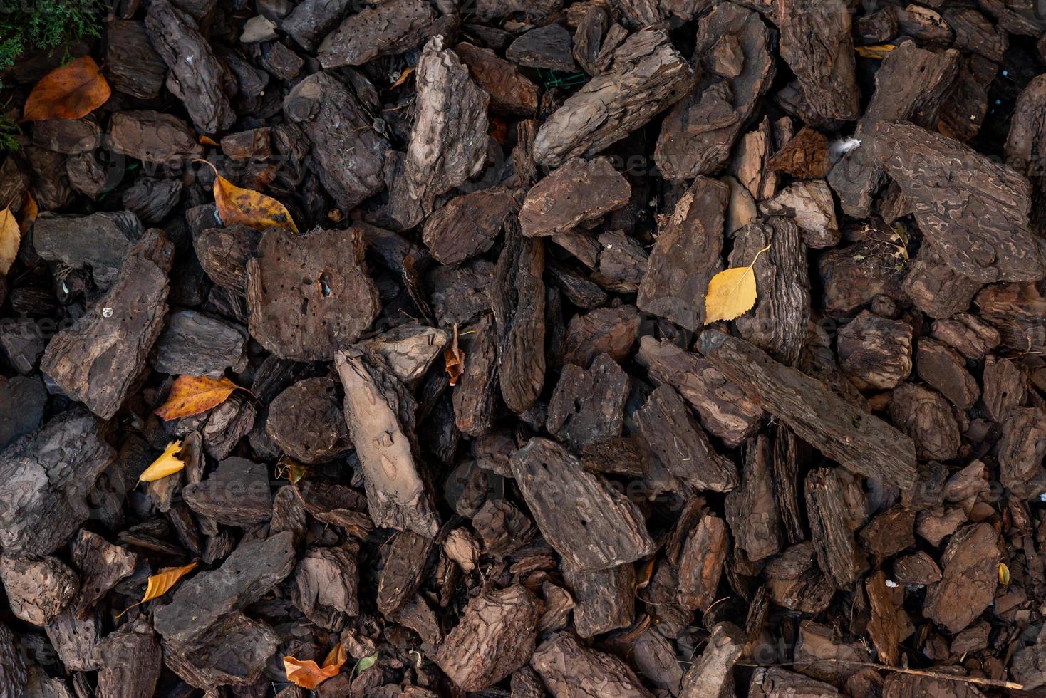 Pieces of pine bark are carpeted on the surface of the earth. Concept of soil mulching in landscape design. photo