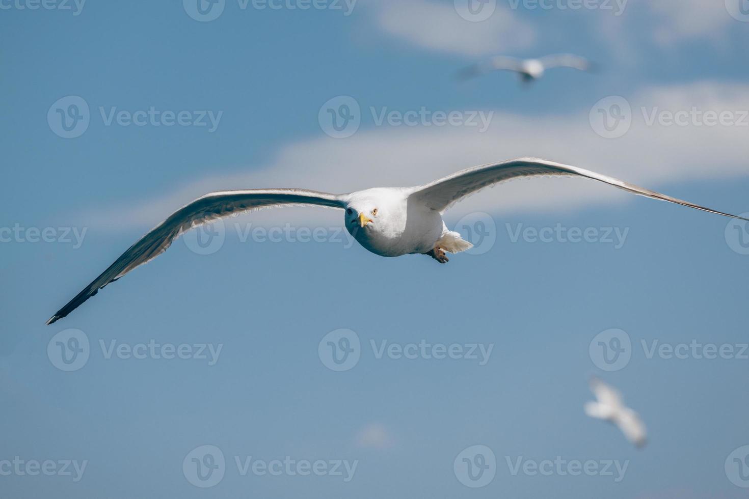 Seagull in sky photo