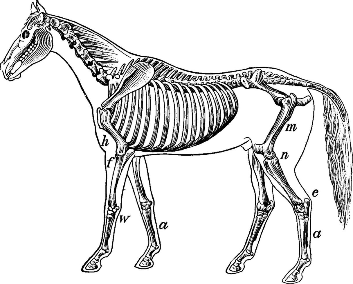 Skeleton of a Horse, vintage illustration. vector