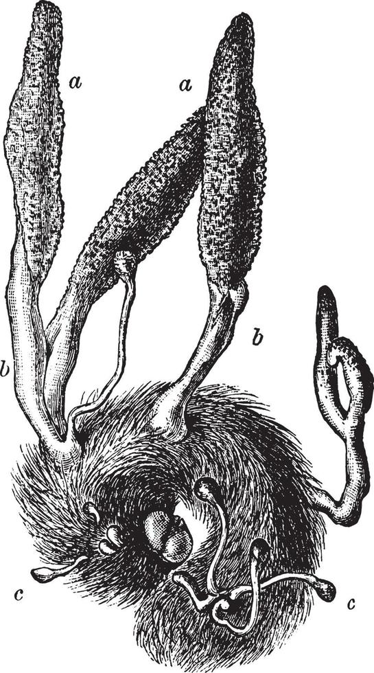 ilustración vintage de hongo de oruga. vector