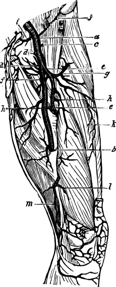 Arteries of the Lower Limb, vintage illustration. vector