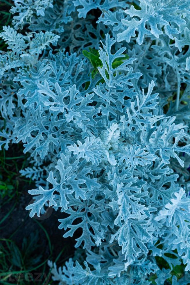 openwork leaves of Cineraria maritime, silver ornamental plant, gray green leaves, photo
