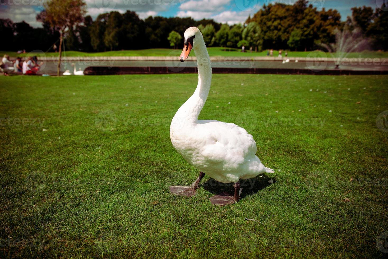 swan resting on a green lawn in spring. photo