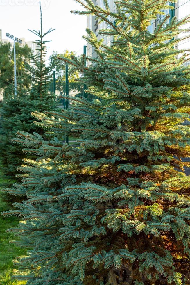 Separately growing conifer in the park. Large coniferous photo