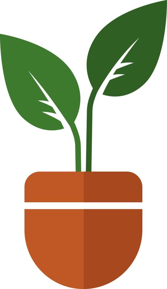 Planta ficus en una olla, ilustración, vector sobre fondo blanco.