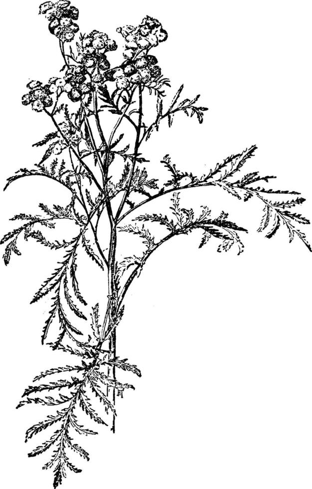 Tanacetum Vulgare vintage illustration. vector