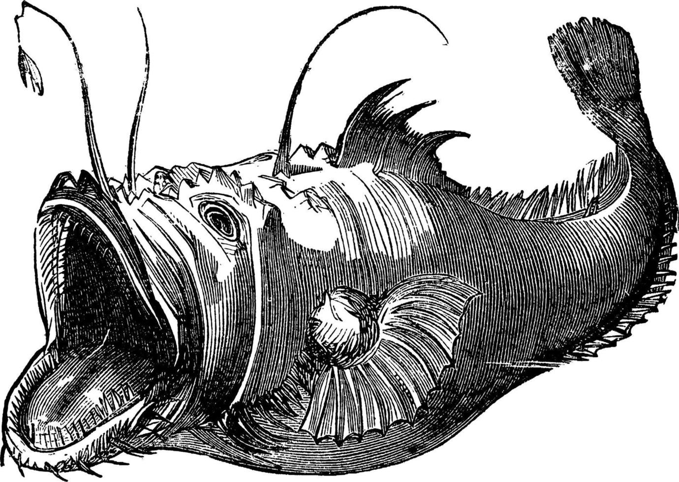 Lophius, vintage illustration. vector