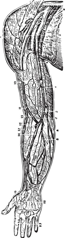 Veins of the Arm and Shoulder, vintage illustration. vector