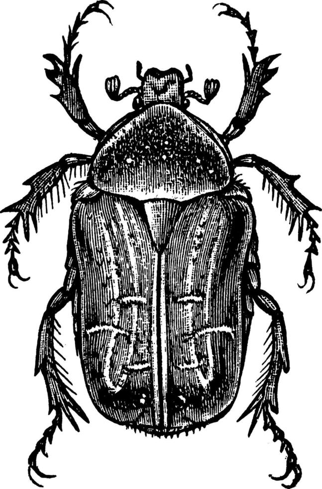 Rose Beetle, vintage illustration. vector