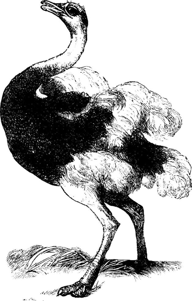 avestruz, ilustración vintage. vector