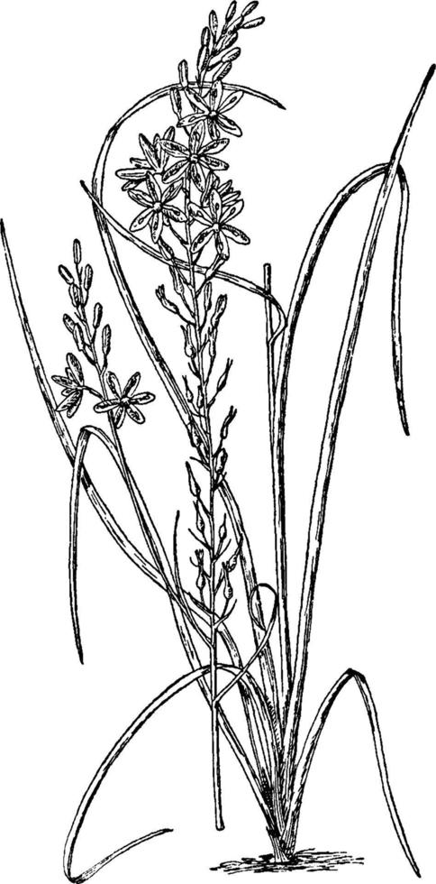 Anthericum Liliago vintage illustration. vector