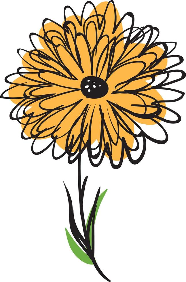 Marigold drawing, illustration, vector on white background.