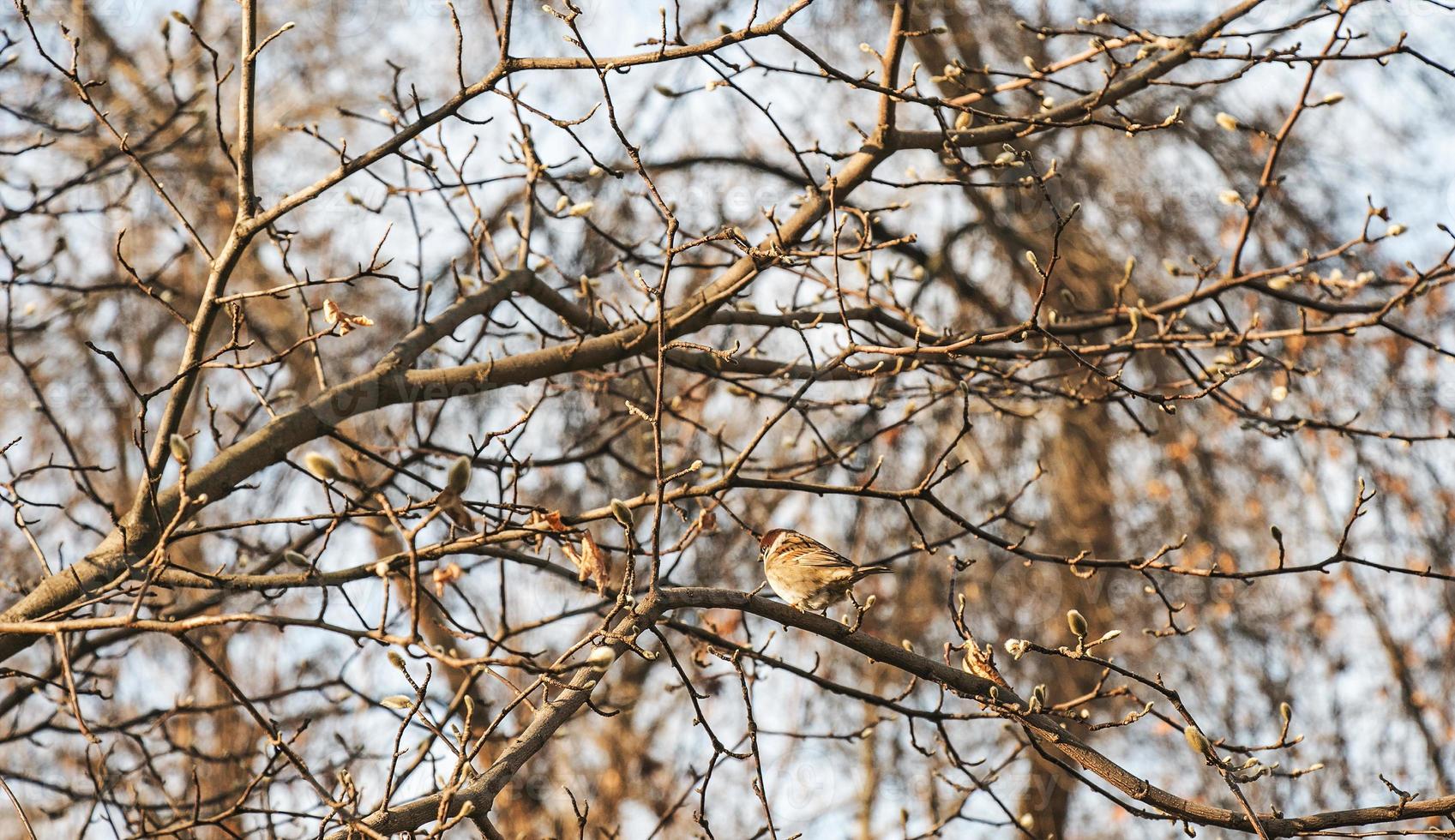 A frozen sparrow sits on a rosehip branch with berries on a frosty winter morning. photo