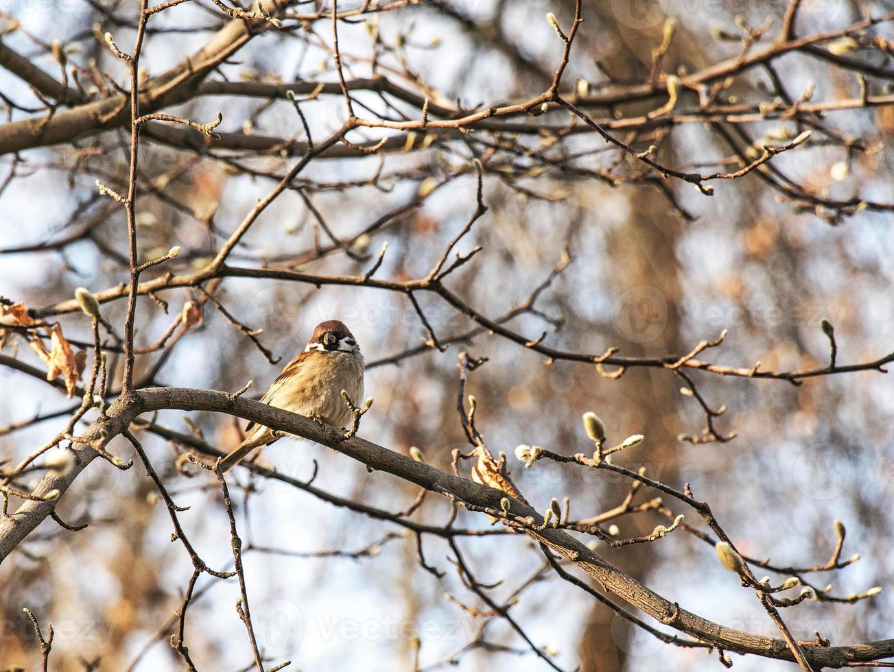 A frozen sparrow sits on a rosehip branch with berries on a frosty winter morning. photo