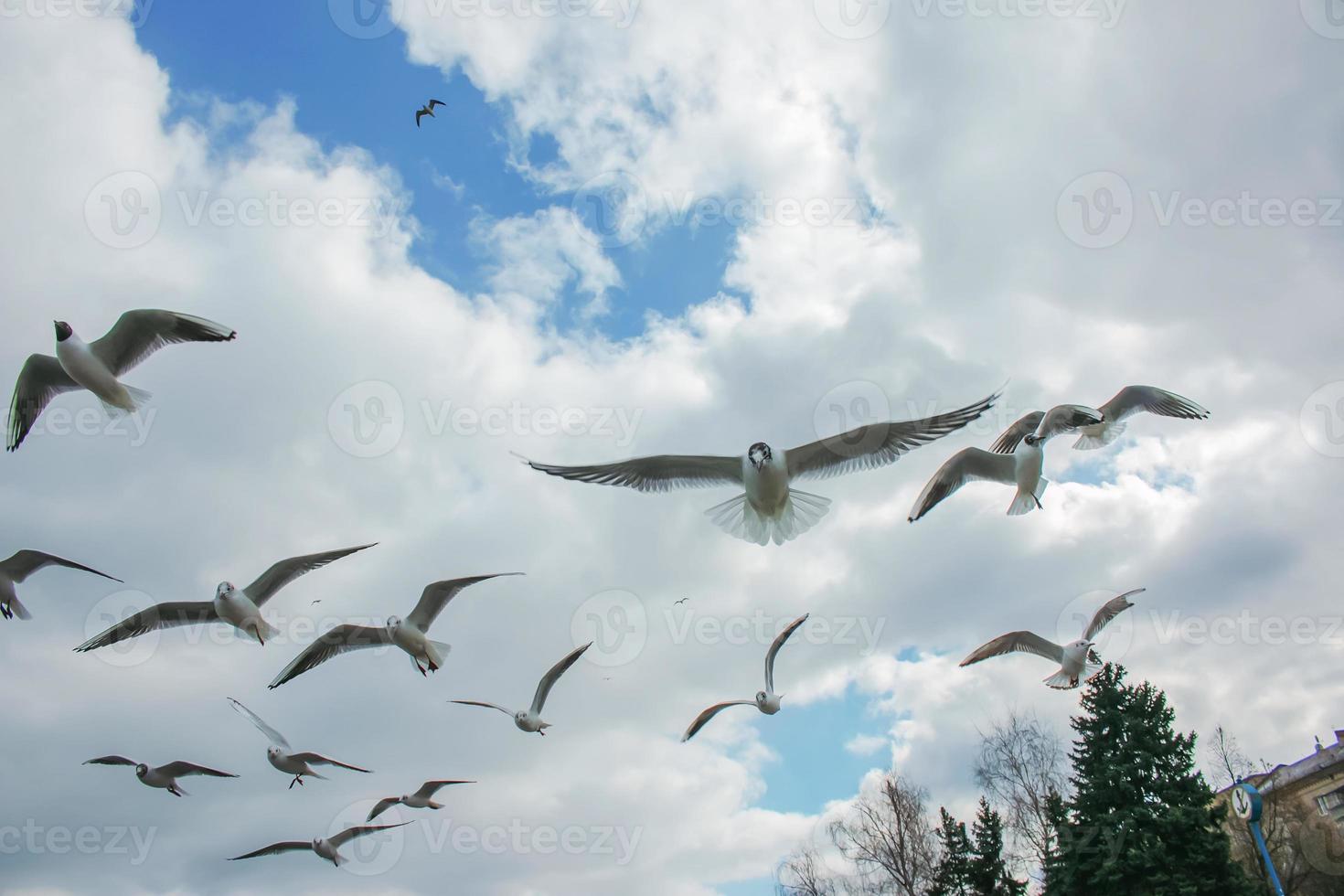 The gulls freely flying in the sky and looking for the food. photo