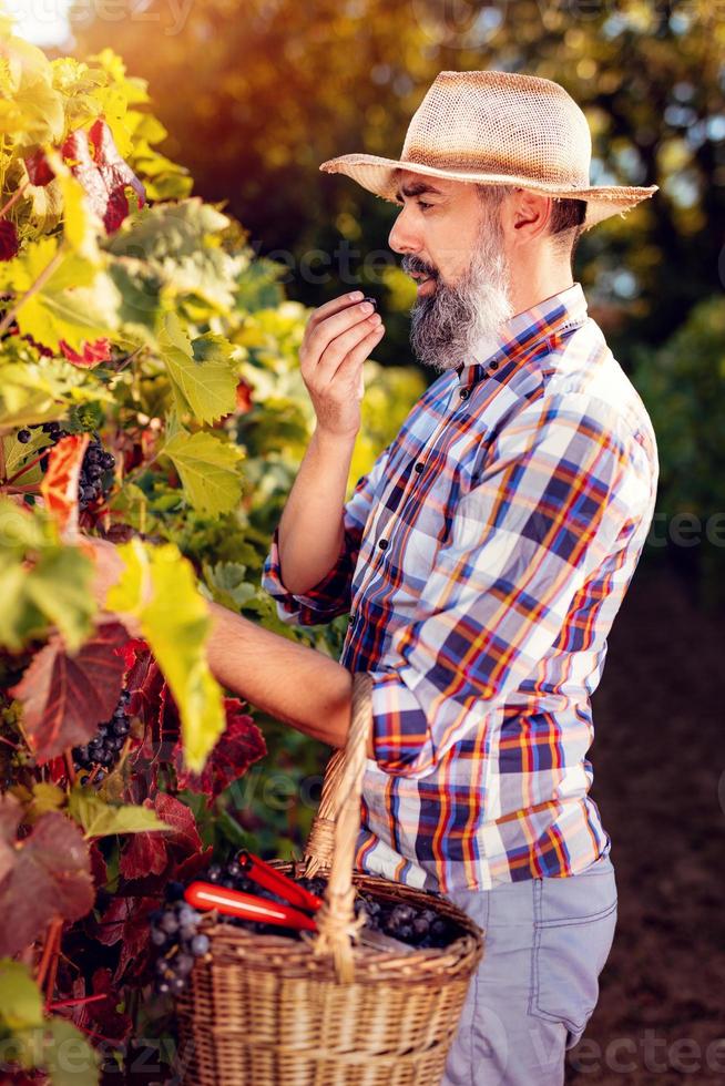 concepto de cosecha de viñedos foto