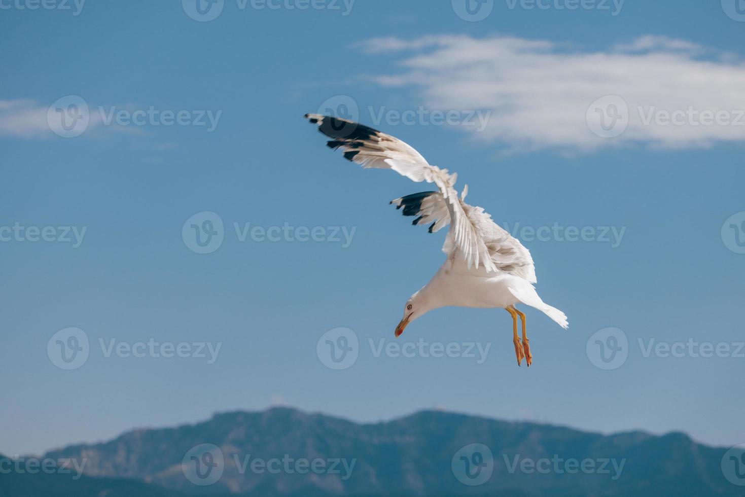 Seagull in flight photo