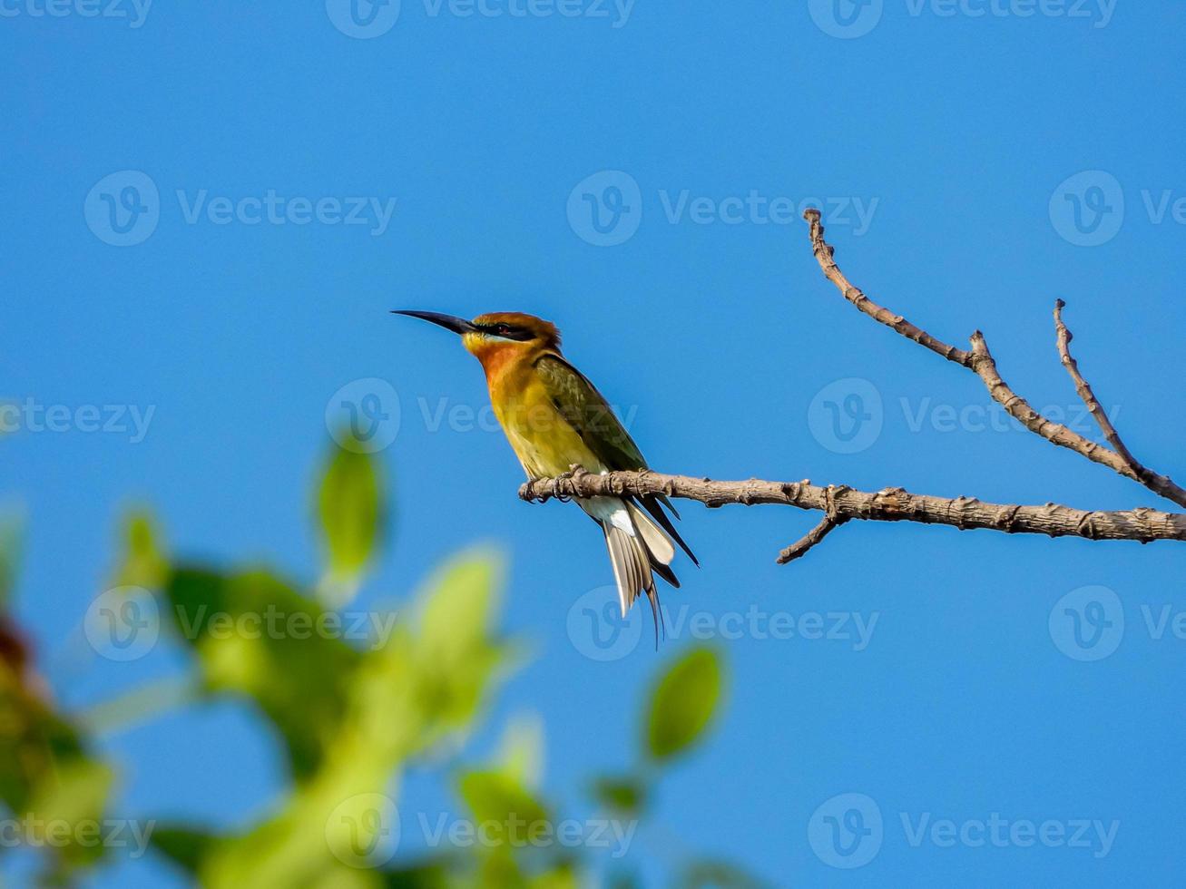 Blue-tailed bee-eater perched on tree photo