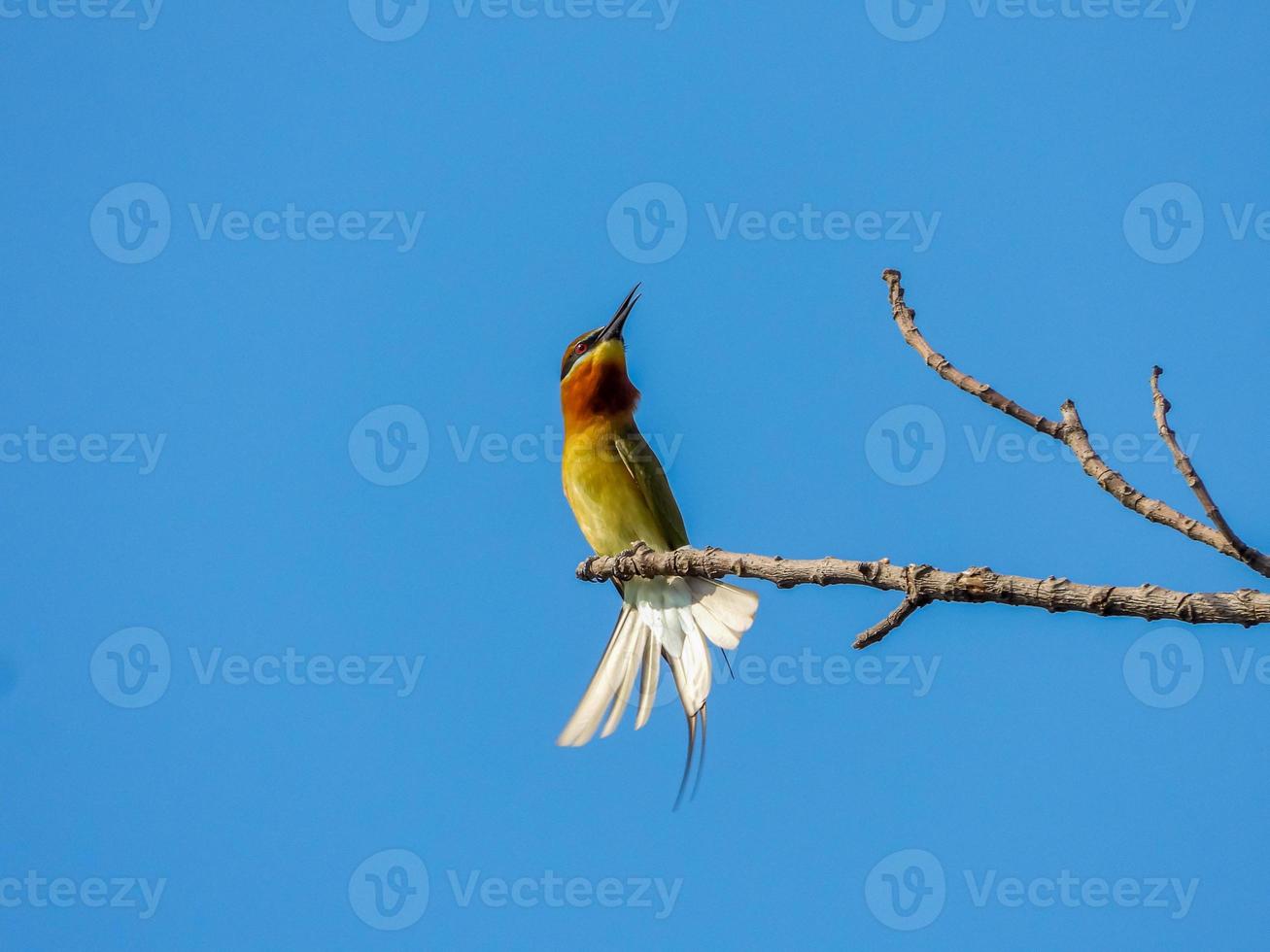 Blue-tailed bee-eater perched on tree photo