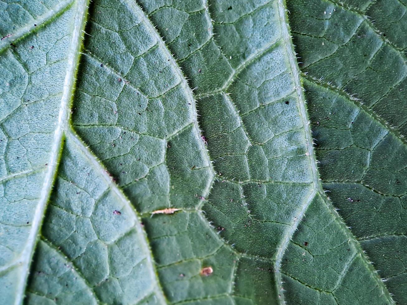 Very aesthetic green melon fresh leaf texture, suitable for wallpaper background photo