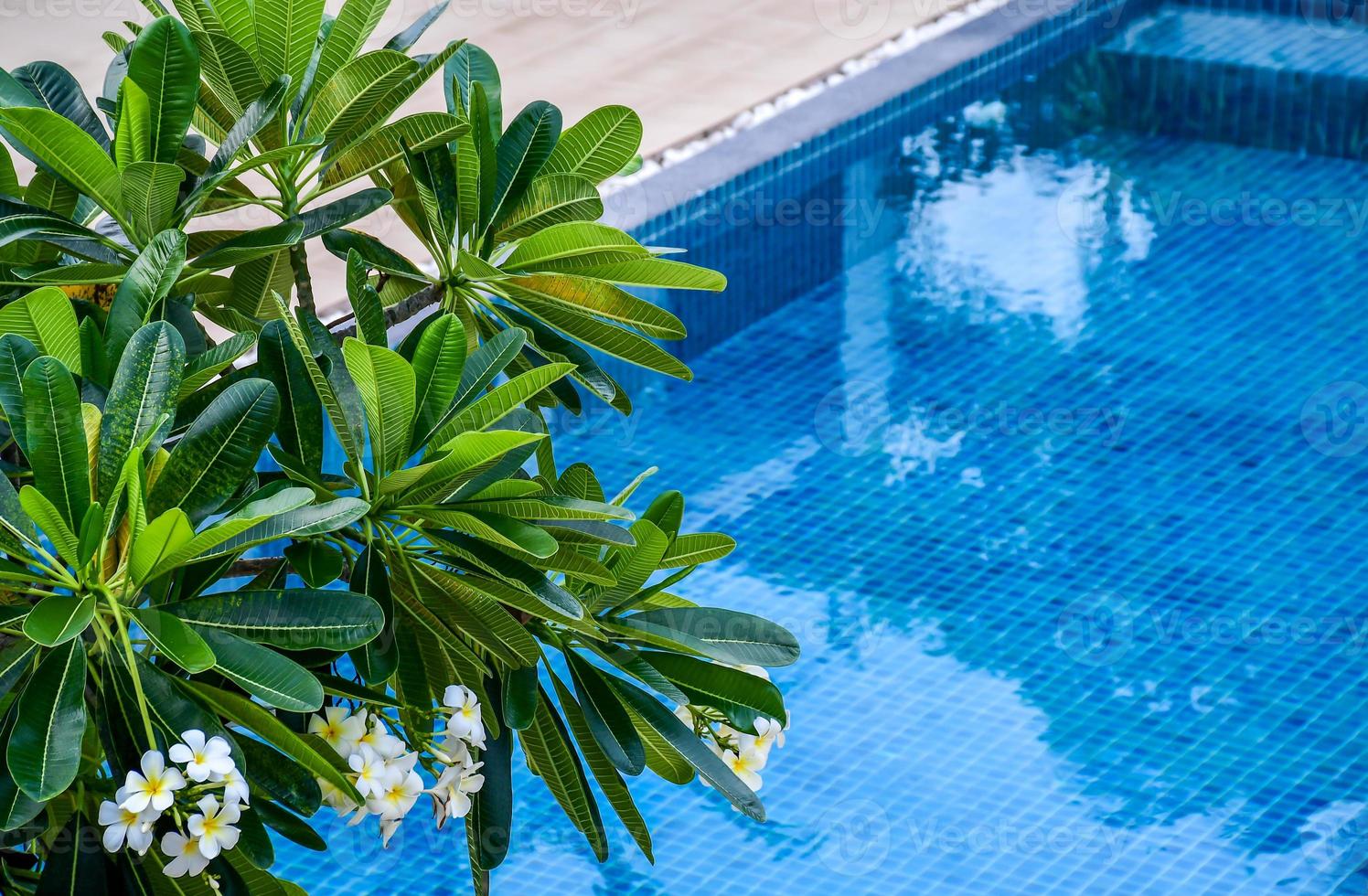 Swimming pool at resort. photo